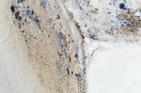 Best Black Mold Removal in USA